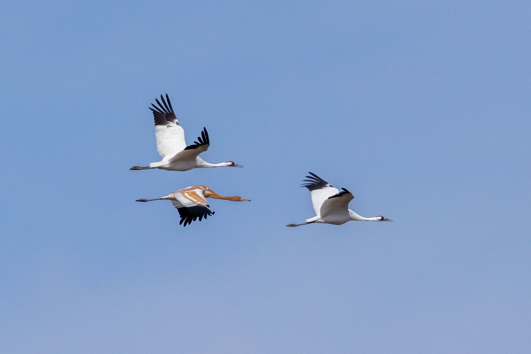 whoopers 2